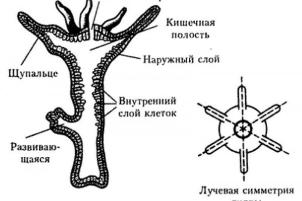 Платформа блэк спрут